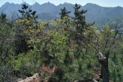 青岛浮山(青岛浮山森林公园)