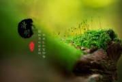 清明节休息(清明节休息2023)