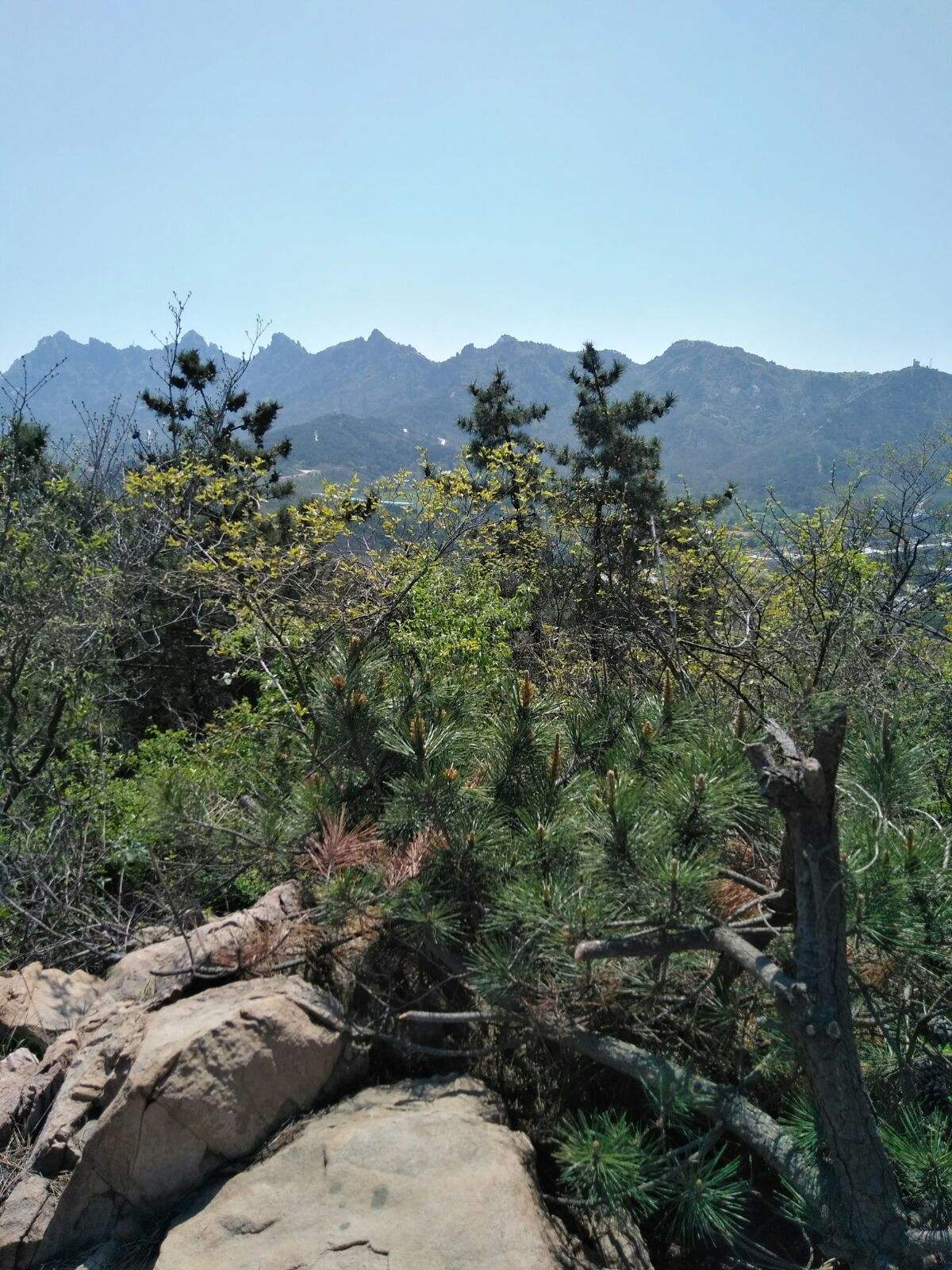 青岛浮山(青岛浮山森林公园)