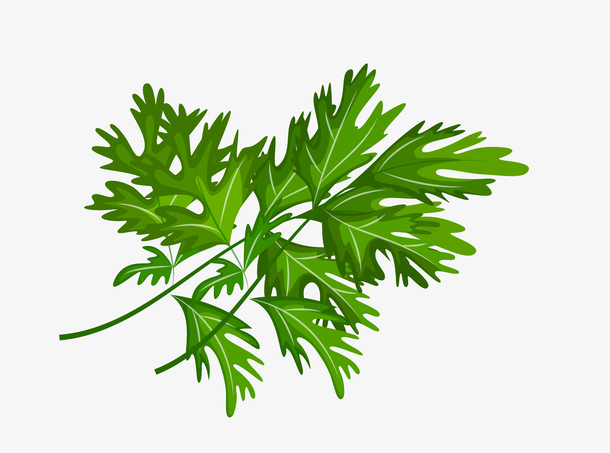 芹菜叶子(芹菜叶子怎么做好吃)